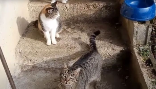 Pescara sotto shock: ricompensa per fermare il crudele aguzzino dei gatti