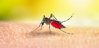 West Nile, a Pescara incrementate le attività di disinfestazione
