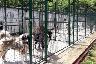 Nuovo canile a Pescara a rischio: fondi revocati