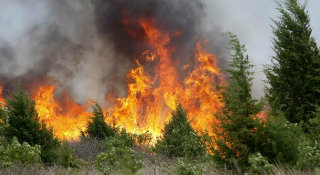 Incendio, comparti 3 e 4 della Pineta Dannunziana chiusi fino a venerdì 18 luglio