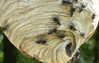 Paura al Parco del Lavino: ramo cade su due bambini e sciame di calabroni punge 15 persone