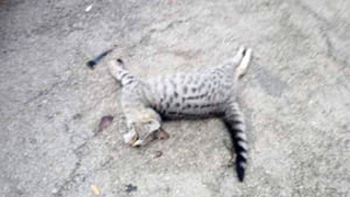 Pescara, orrore in via Pian delle Mele: indagini su crudeltà contro i gatti