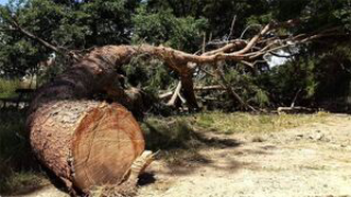 Pescara, la Commissione denuncia troppi abbattimenti di alberi